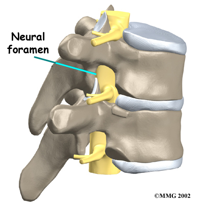 What is the thoracic spine and why is it important? - MyPhysio Evolution